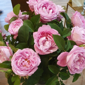 RÓŻA PARKOWA - MRS. JOHN LAING