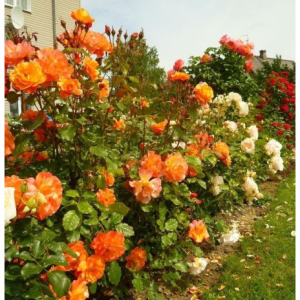 RÓŻA PARKOWA - WESTERLAND