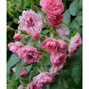 RÓŻA PARKOWA - PINK GROOTENDORST