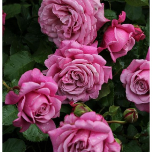 RÓŻA PARKOWA - AGNES SCHILLINGER