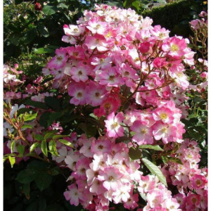 RÓŻA PARKOWA - Ballerina