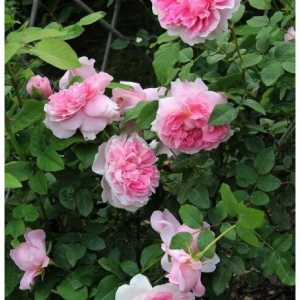 RÓŻA PARKOWA - COTTAGE ROSE