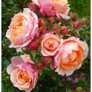 RÓŻA PARKOWA - PAUL BOCUSE