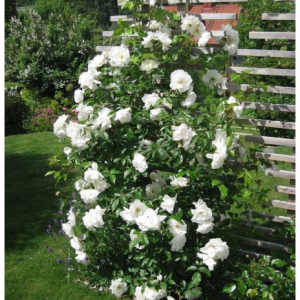 RÓŻA PNĄCA - SCHNEEWITTCHEN CLIMBING