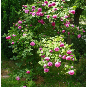 RÓŻA PNĄCA - MME ISAAC PEREIRE