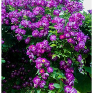 RÓŻA PNĄCA - VEILCHENBLAU