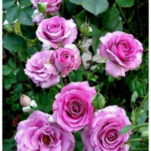 RÓŻA PNĄCA - VIOLETTE PARFUMEE Gpt.