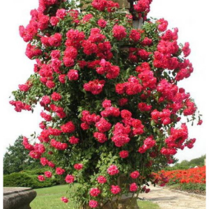 RÓŻA PNĄCA - PAUL`S SCARLET CLIMBER