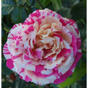 RÓŻA PNĄCA - VANILLE FRAISE