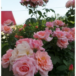 RÓŻA PNĄCA - COMPASSION