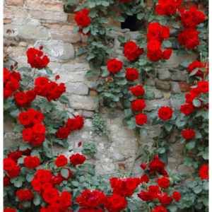 RÓŻA PNĄCA - DON JUAN