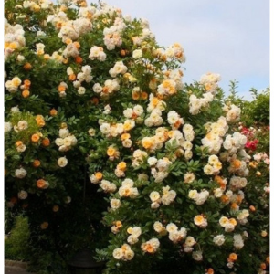 RÓŻA PNĄCA - Gizelka / GHISLAINE de FELIGONDE