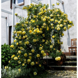 RÓŻA PNĄCA - GOLDEN SHOWERS