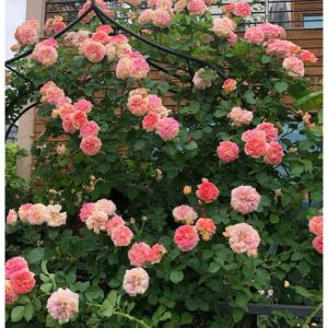 RÓŻA PNĄCA - ALCHYMIST