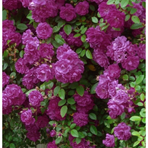 RÓŻA PNĄCA - PURPLE SKYLINER