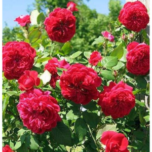 RÓŻA PNĄCA - QUADRA