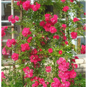 RÓŻA PNĄCA - SUPER EXCELSA