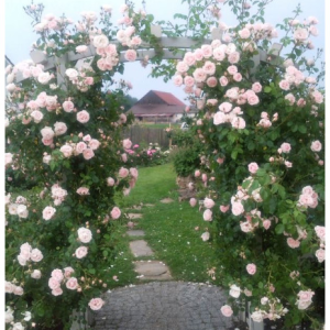 RÓŻA PNĄCA - NEW DAWN