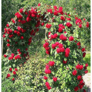 RÓŻA PNĄCA - SYMPATHIE