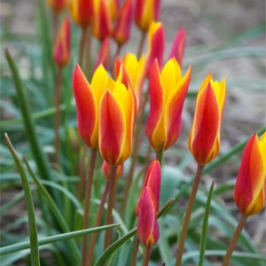 TULIPAN - CLUSIANA CHRYSANTHA