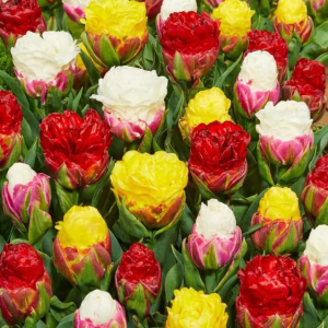 TULIPAN - ICE CREAM MIX