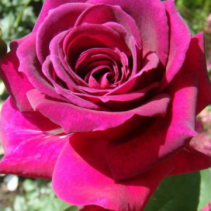 RÓŻA WIELKOKWIATOWA - BIG PURPLE