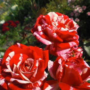 RÓŻA WIELKOKWIATOWA - PAPAGENO