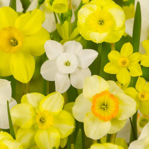 NARCYZ - SPECIE MIXED