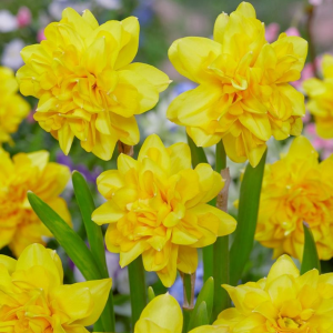 NARCYZ - TÊTE BOUCLÉ