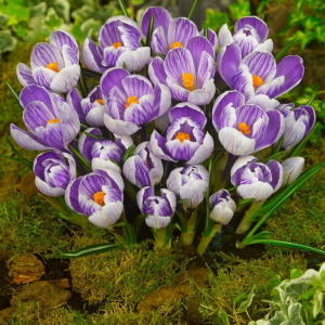 KROKUS - KING OF THE STRIPED VERNUS