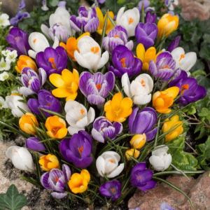 KROKUS - LARGE FLOWERING MIX