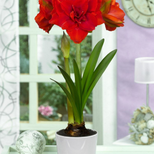 ZWARTNICA - CHERRY NYMPH