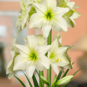 ZWARTNICA - LEMON STAR