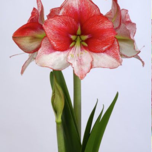 ZWARTNICA - SHOWMASTER