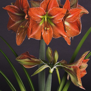 ZWARTNICA - TERRA COTTA STAR