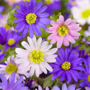 ZAWILEC - BLANDA MIXED