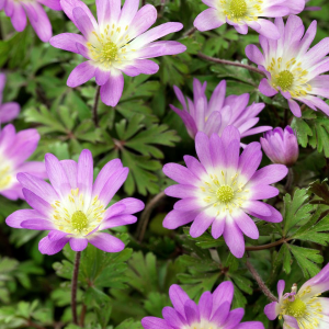 ZAWILEC - CHARMER BLANDA