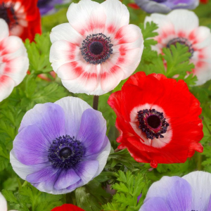 ZAWILEC WIEŃCOWY - DE CAEN MIXED