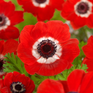 ZAWILEC WIEŃCOWY - HOLLANDIA