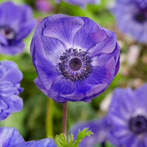 ZAWILEC WIEŃCOWY - MR. FOKKER