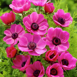 ZAWILEC WIEŃCOWY - SYLPHIDE