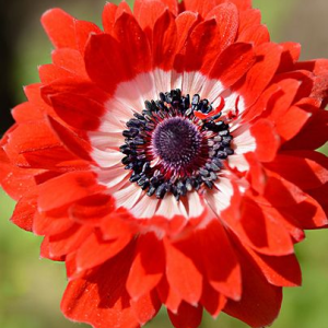 ZAWILEC - THE GOVERNOR ST. BRIGID