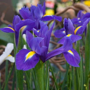 KOSACIEC HOLENDERSKI - BLUE MAGIC