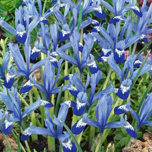 KOSACIEC ŻYŁKOWANY - CLAIRETTE