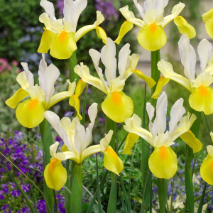 KOSACIEC HOLENDERSKI - SYMPHONY