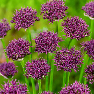 CZOSNEK - ATROPURPUREUM