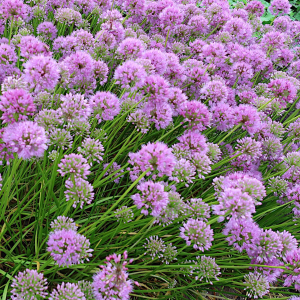 CZOSNEK - AVATARI (na zamówienie)