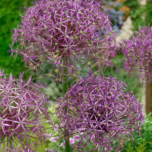 CZOSNEK - CHRISTOPHII