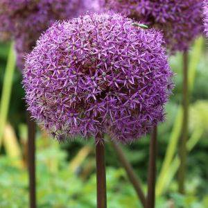 CZOSNEK - GLOBEMASTER