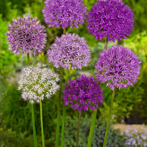 CZOSNEK - LARGE FLOWERING MIX